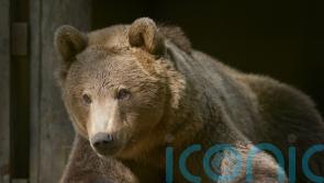 Boki the bear ‘not out of the woods’ yet after successful brain surgery