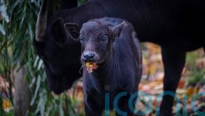 Birth of rare calf said to be smallest species of wild cattle captured on video