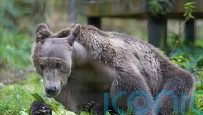 Boki the bear takes ‘favourite’ medicine Calpol as he recovers from surgery