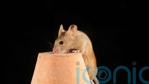 How to deter uninvited creatures from nesting in your home