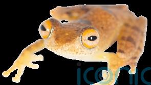 Seven new frogs discovered in Madagascar ‘sound like something from Star Trek’