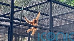 Monkeys who died in Hong Kong zoo had bacterial infection – officials