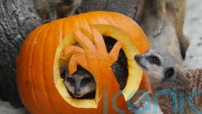 In Pictures: Animals enjoy smashing time with pumpkins before Halloween