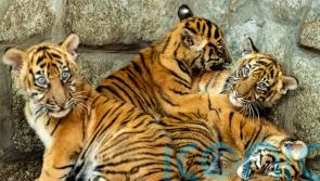 Polish zoo celebrates birth of four Sumatran tiger cubs