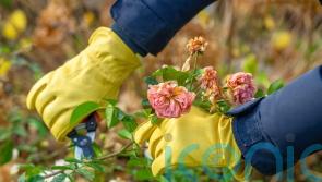 Which plants should I be pruning in autumn?