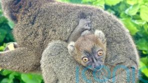 Critically endangered lemur born at Cotswold Wildlife Park