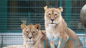 Lionesses rescued from Ukraine to find home at Scottish zoo