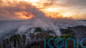 Cop16: What is the UN nature summit and what will negotiations involve?