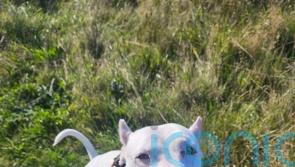 Deaf dog with cropped ears learning sign language to help her find new home