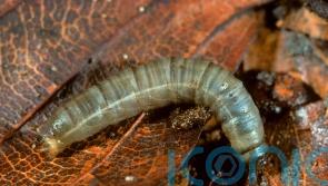 Why leatherjackets can wreak havoc with your lawn