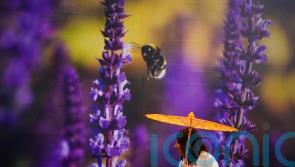 AI-assisted garden that can say how it is feeling set for Chelsea Flower Show
