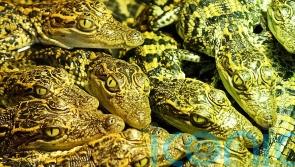 Near-extinct crocodile species returns from brink in Cambodia