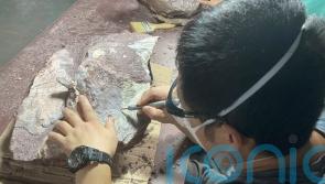 Hong Kong discovers dinosaur fossils for the first time