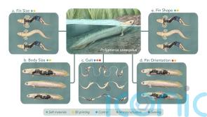 Robots could help scientists understand how fish started to walk on land
