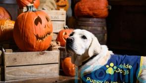 Guide Dog puppies explore spooky attractions ahead of Halloween