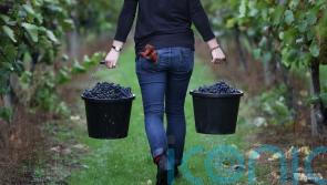 Chapel Down takes itself off market and warns over weaker 2024 harvest