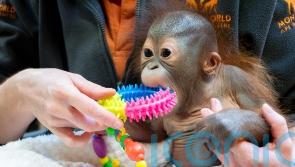 Baby orangutan taken in by Dorset monkey sanctuary