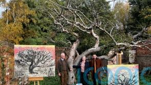 Campaign launched to support original Bramley apple tree