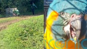 London Zoo’s flyaway parrots Lily and Margot found in Cambridgeshire