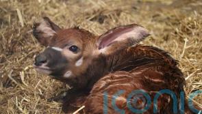 ‘Major success’ as endangered bongo calf born at Woburn Safari Park