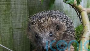Hedgehogs listed as ‘near threatened’ after suffering rapid population declines
