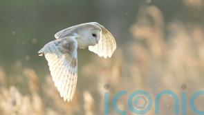 World has made progress on protecting nature but must act faster, says UN