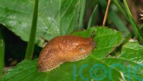 How to create a slug-resilient garden