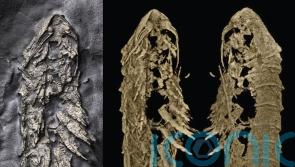 New 3D fossil discovered preserved in fool’s gold