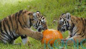 Trick or treat? Rare tiger cubs given pumpkin surprise