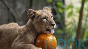 Animals at London Zoo get into Halloween spirit playing with carved pumpkins