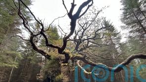 Centuries-old Scottish oak named after ceilidh band wins tree of the year vote