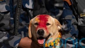 In pictures: Treats for beloved dogs in Nepal’s annual Kukur Puja festival