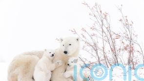 Conservationists working to tackle rising risk of polar bear encounters