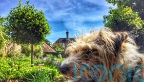 How to create a dog-friendly garden