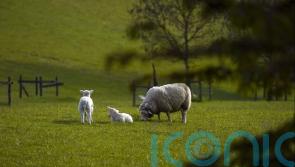 Government urged to do right thing and reverse ‘family farm tax’