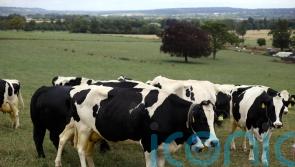 Tension, anger and frustration ‘so tangible’ among farmers after Budget – NFU