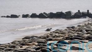 Wildlife crime convictions at all-time low, report warns