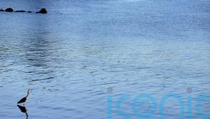Belfast Lough could become ‘new Lough Neagh’ in next 10 years, warns MLA