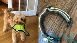 Dog owner watched in horror as beloved pet was strangled by his own collar while play-fighting in back garden