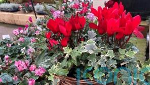 Create glorious winter pots to brighten up the darkest days