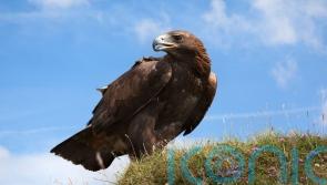Golden eagle found dead inside plastic bag