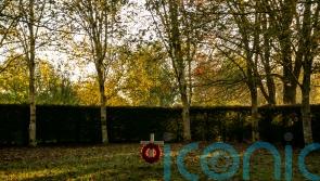 Tree cathedral planted as war memorial restored after ash dieback devastation