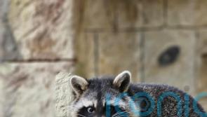 Fourth escapee racoon caught and returned to zoo