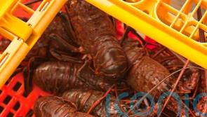 Police investigate after live lobsters are stolen from underwater storage pen