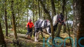 Horses used for logging in electricity network projects