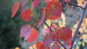 New initiative to provide ‘much-needed hope’ for endangered native aspens