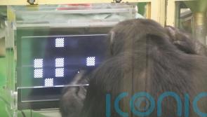 Chimps perform better at complex tasks when an audience is watching – study