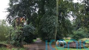 Council fined £500,000 after dog walker killed by falling tree limb