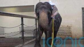 Scientists amazed as zoo elephant uses water hose to shower herself