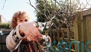 What essential garden jobs should you tackle as we head into the festive season?
